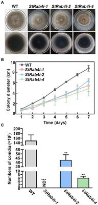 StRAB4 gene is required for filamentous growth, conidial development, and pathogenicity in Setosphaeria turcica